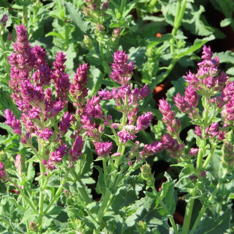 Na slunce - Šalvěj hajní 'Schwellenburg' květináč 12cm