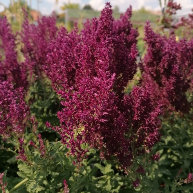 Šalvěj hajní 'Schwellenburg' květináč 12cm-1