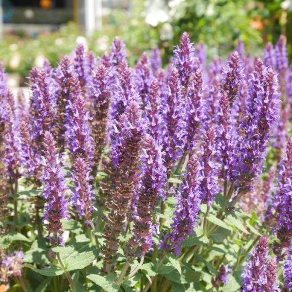 Na slunce - Šalvěj hajní 'Sensation Blue' 3 litry