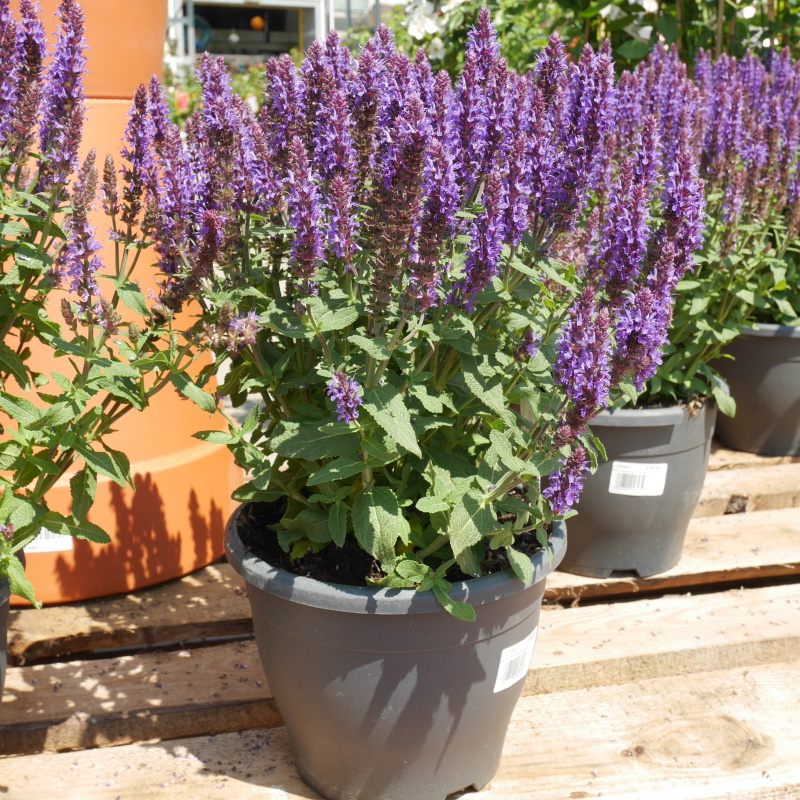 Na slunce - Šalvěj hajní Sensation Blue 5 litrů