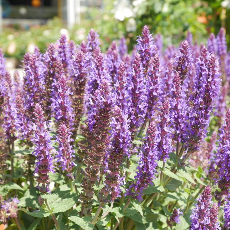 Šalvěj hajní Sensation Blue 5 litrů-0