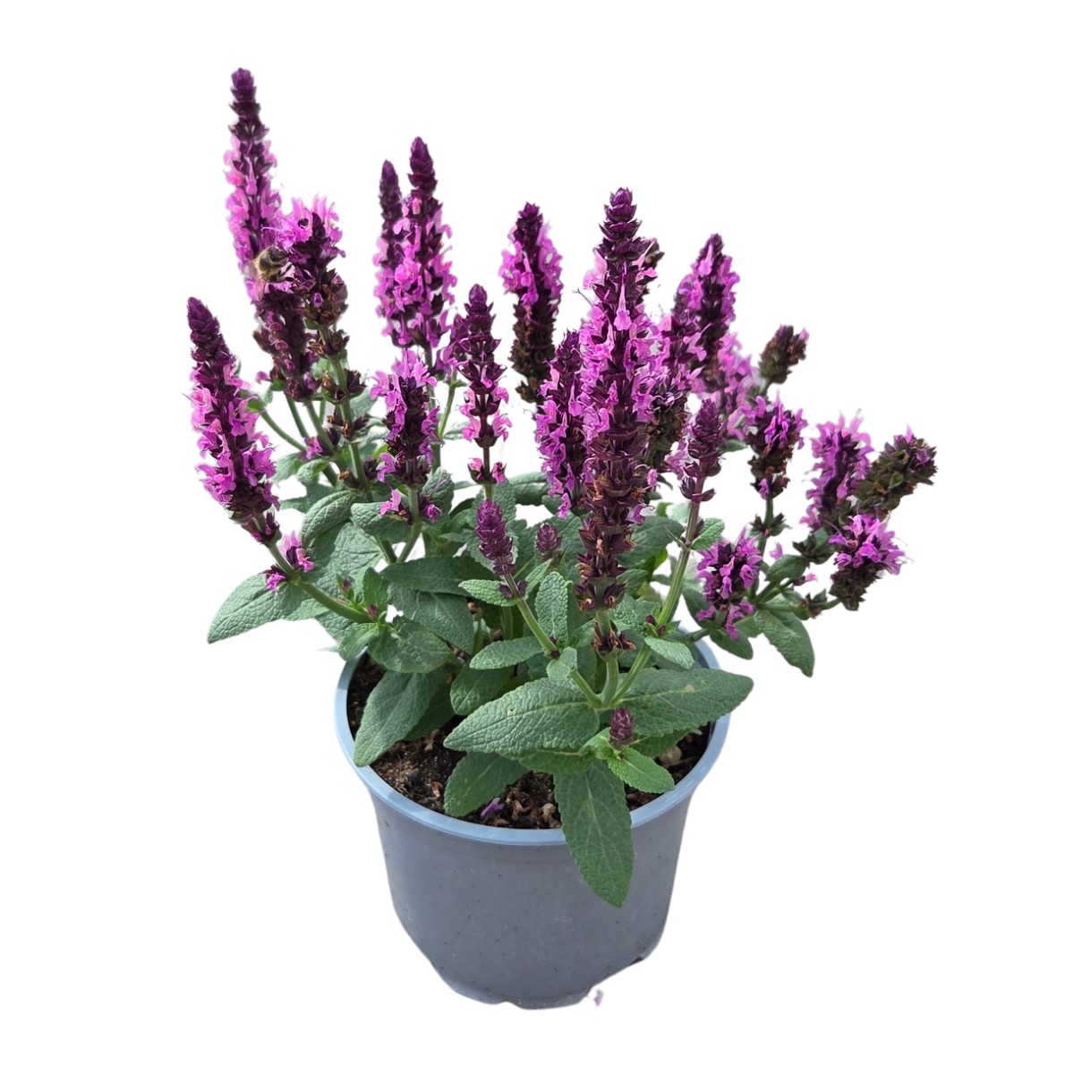 Na slunce - Šalvěj hajní Sensation Compact Rose květináč 12cm