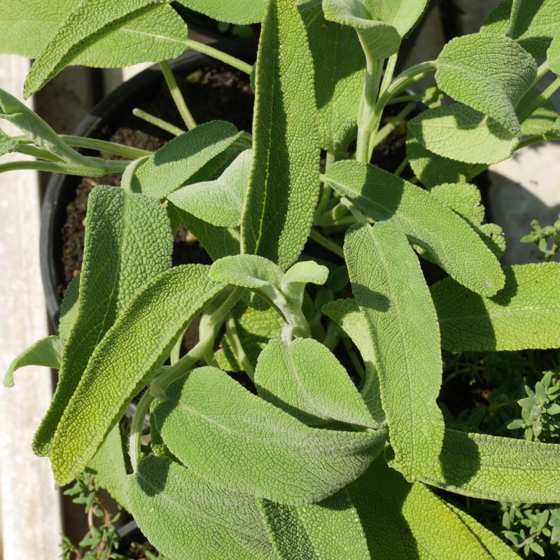 Bylinky - Šalvěj lékařská 9cm