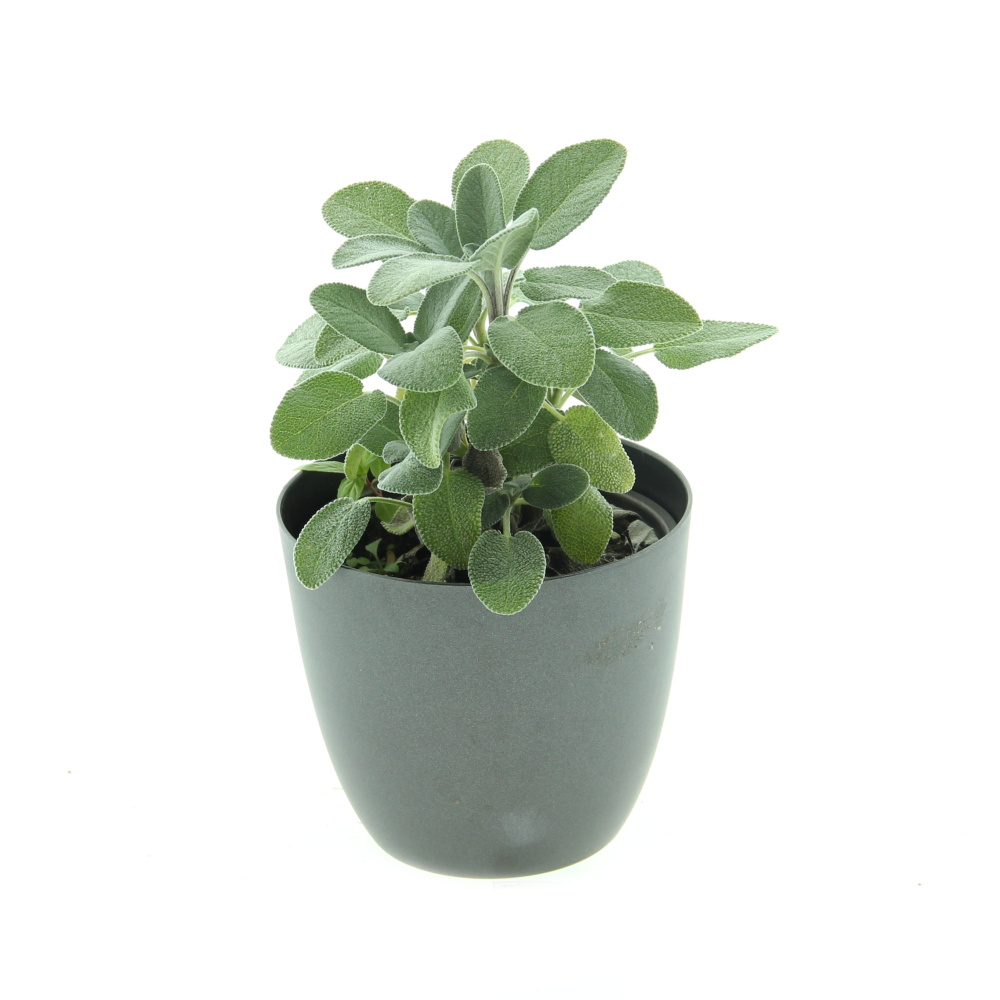 Bylinky - Šalvěj lékařská Culinaria květináč 12cm