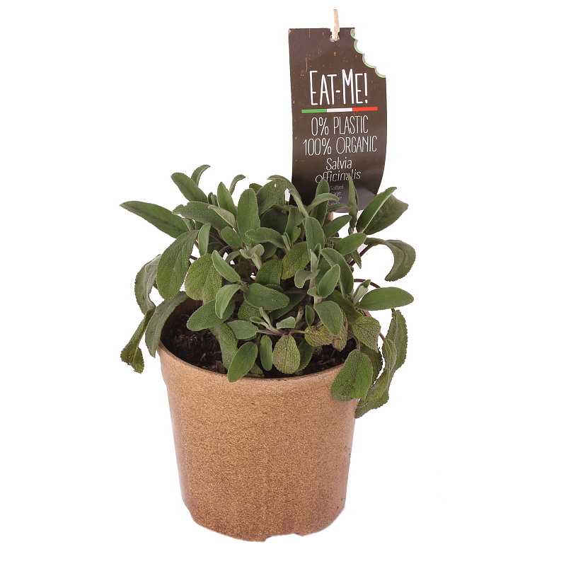 Bylinky - Šalvěj lékařská EATME BIO 12cm