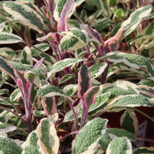 Bylinky - Šalvěj lékařská 'Hexenmantel' Květináč 12cm