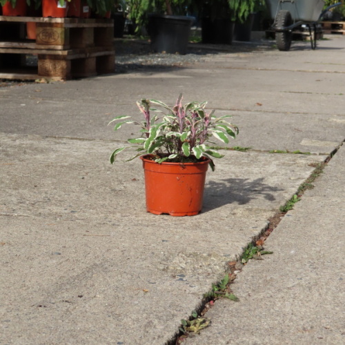 Šalvěj lékařská 'Hexenmantel' Květináč 12cm-0