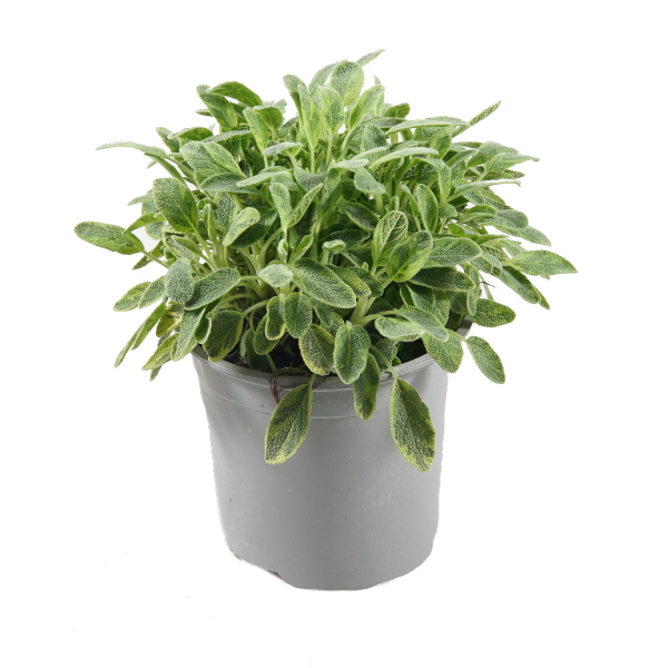 Bylinky - Šalvěj lékařská Icterina 14cm