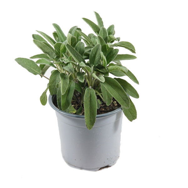 Bylinky - Šalvěj lékařská květináč 14cm