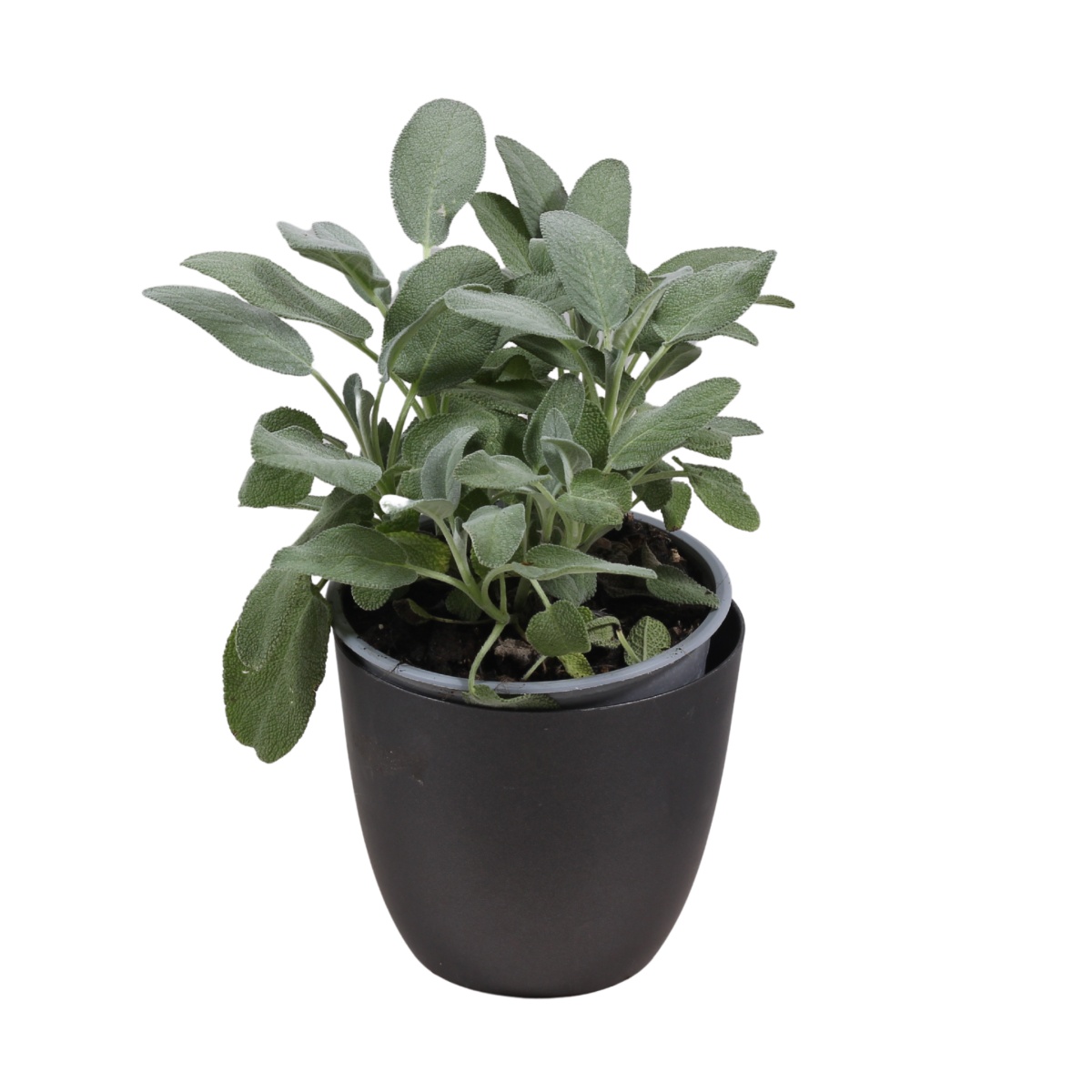 Bylinky - Šalvěj lékařská Maxima květináč 14cm