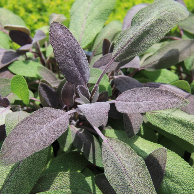 Bylinky - Šalvěj lékařská Purpurascens 12cm