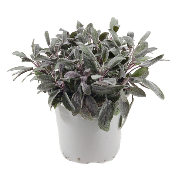 Bylinky - Šalvěj lékařská Purpurea 14cm