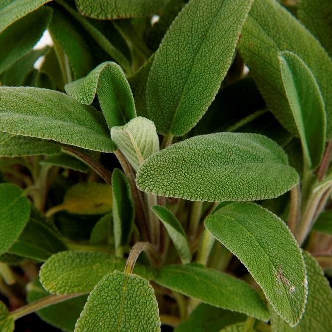 Bylinky - Šalvěj lékařská 'Salina' 12cm