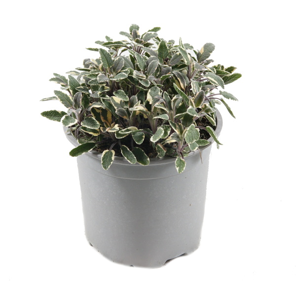 Bylinky - Šalvěj lékařská Tricolor 14cm