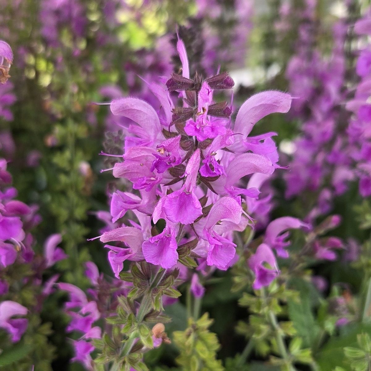 Na slunce - Šalvěj Lilac Lipstick květináč 11cm