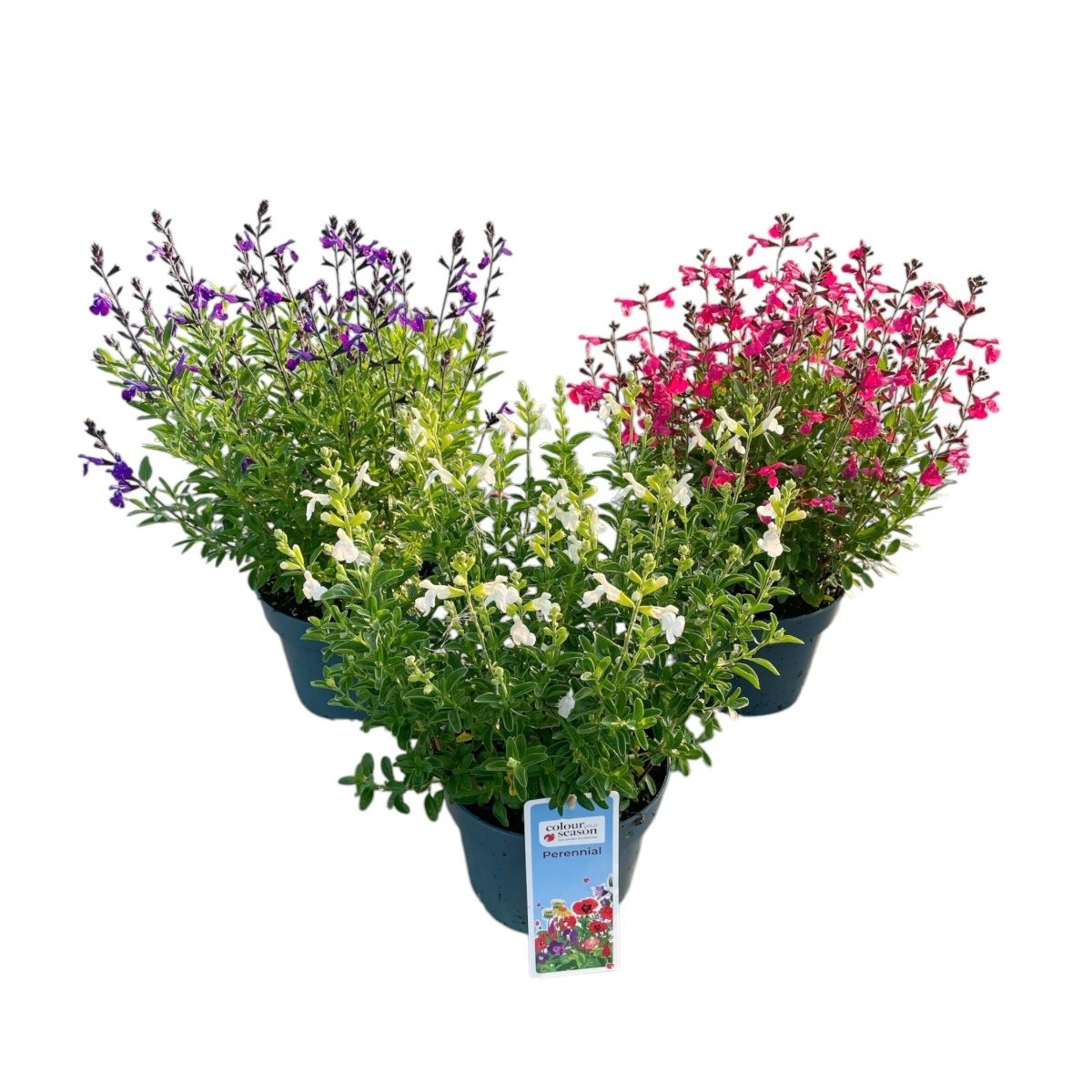 Nádobové květiny - Šalvěj malolistá Mirage mix, květináč 13cm