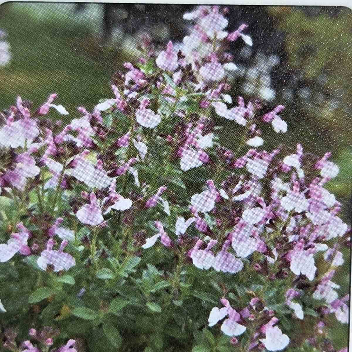 Na slunce - Šalvěj malolistá Mirage Soft Pink květináč 13cm