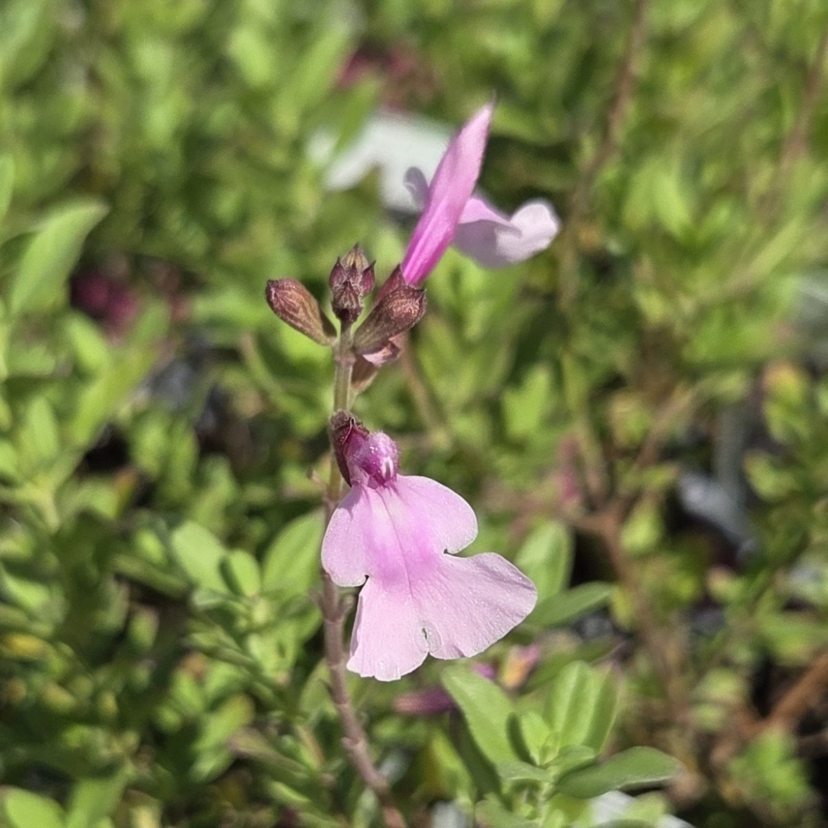 Šalvěj malolistá Mirage Soft Pink květináč 13cm-0