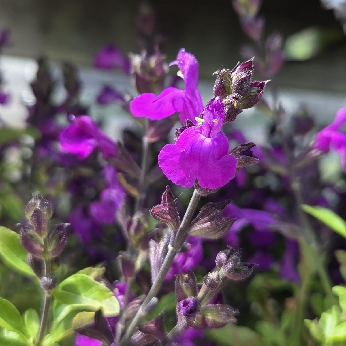 Na slunce - Šalvěj malolistá Mirage Violet květináč 13cm