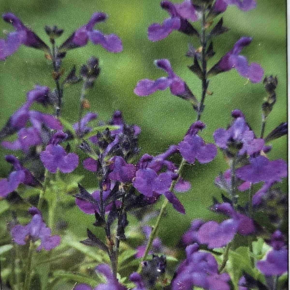 Šalvěj malolistá Mirage Violet květináč 13cm-0