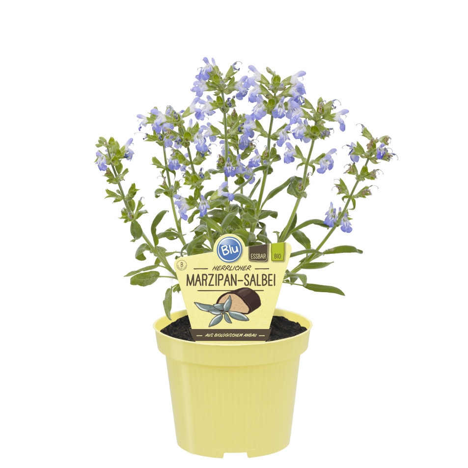 Bylinky - Šalvěj marcipánová BIO květináč 12cm