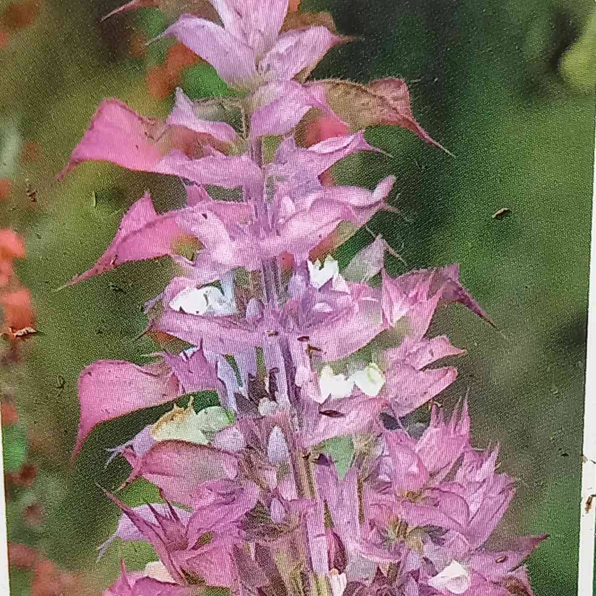 Na slunce - Šalvěj muškátová květináč 9cm