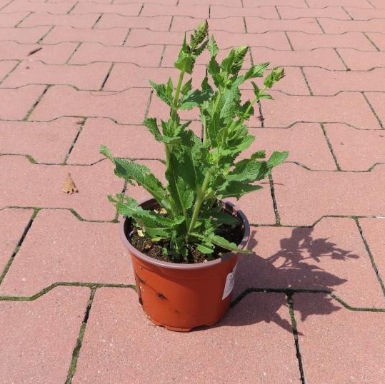 Šalvěj nádherná 'April Night' květináč 12cm-0