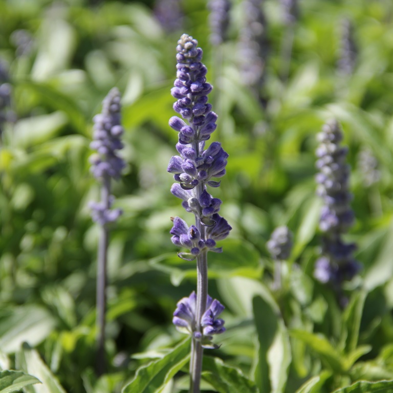 Nádobové květiny - Šalvěj pomoučená 13cm