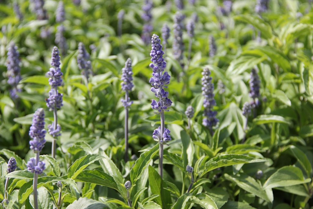 Šalvěj pomoučená 13cm-0