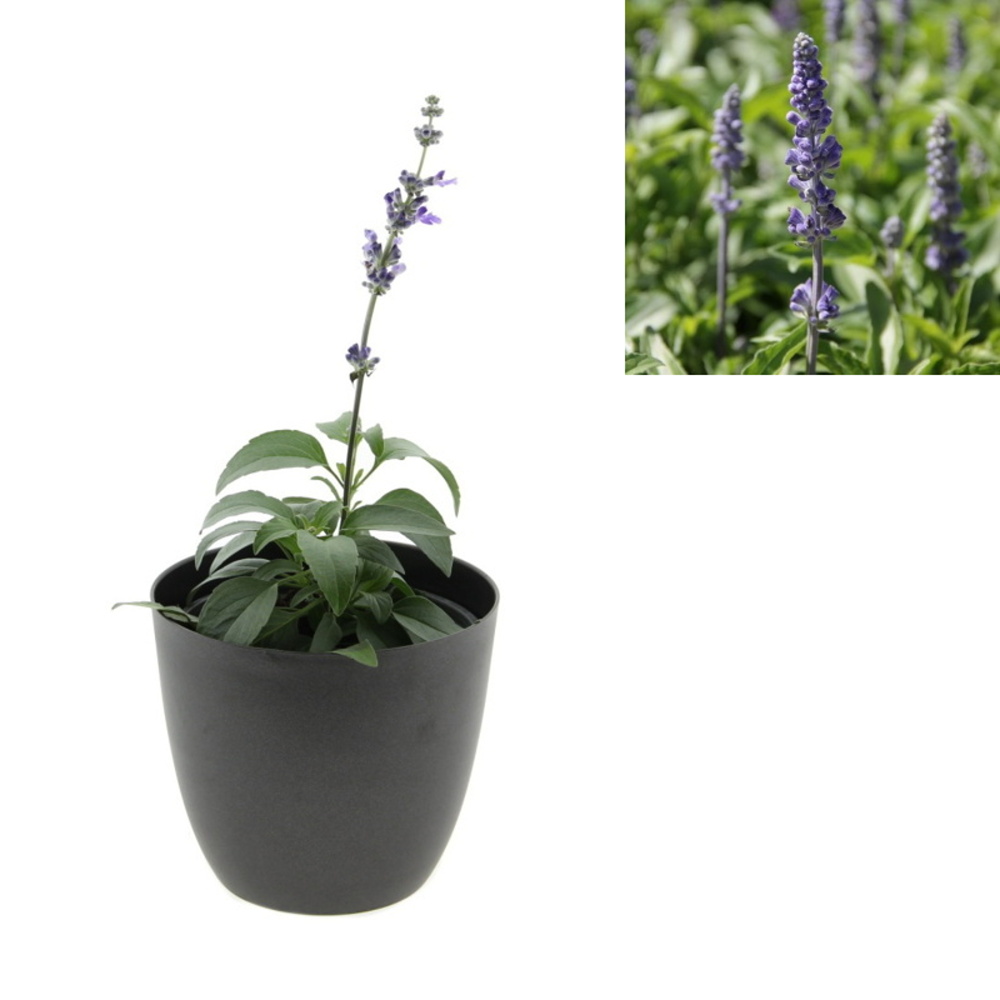 Šalvěj pomoučená 13cm-1