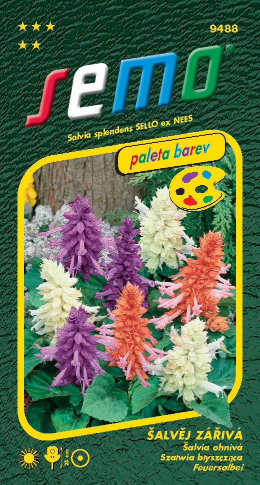 Osivo letniček - Šalvěj zářivá směs PALETA