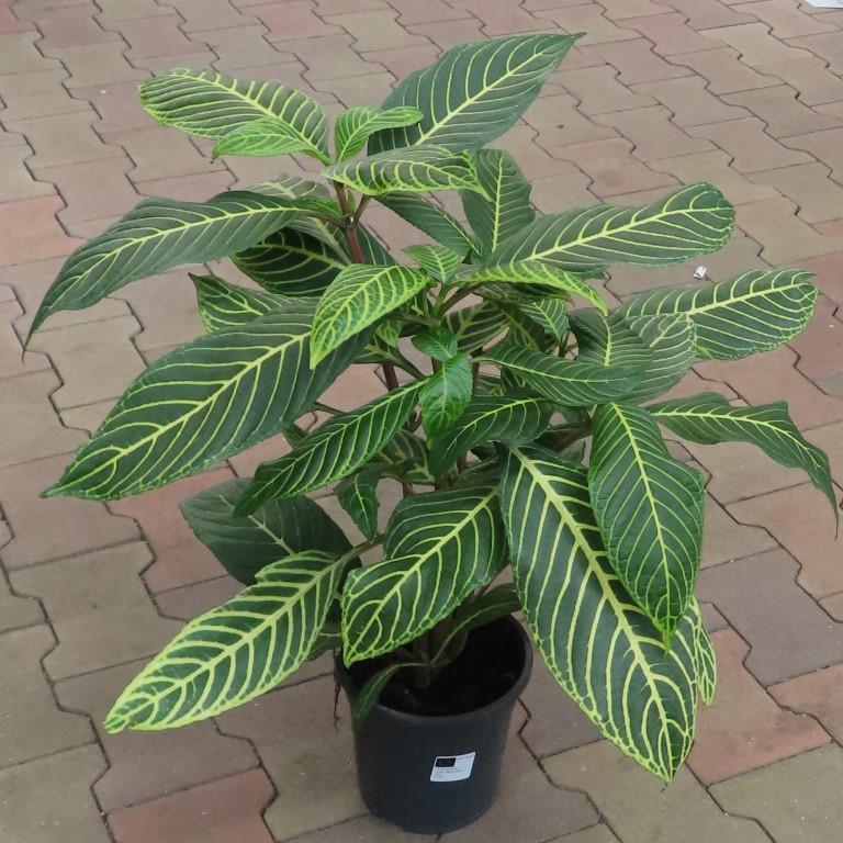 Okrasné pokojové rostliny - Sanchezia květináč 19cm