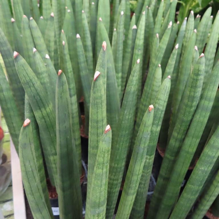 Okrasné pokojové rostliny - Sansevieria cylindrica P12