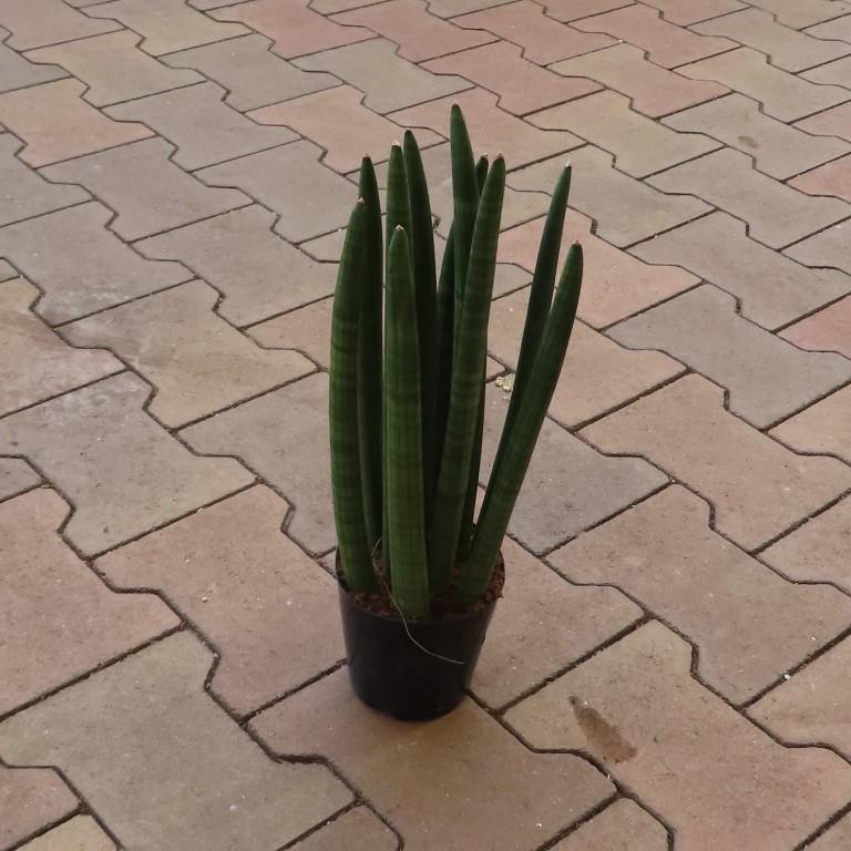 Sansevieria cylindrica P12-0
