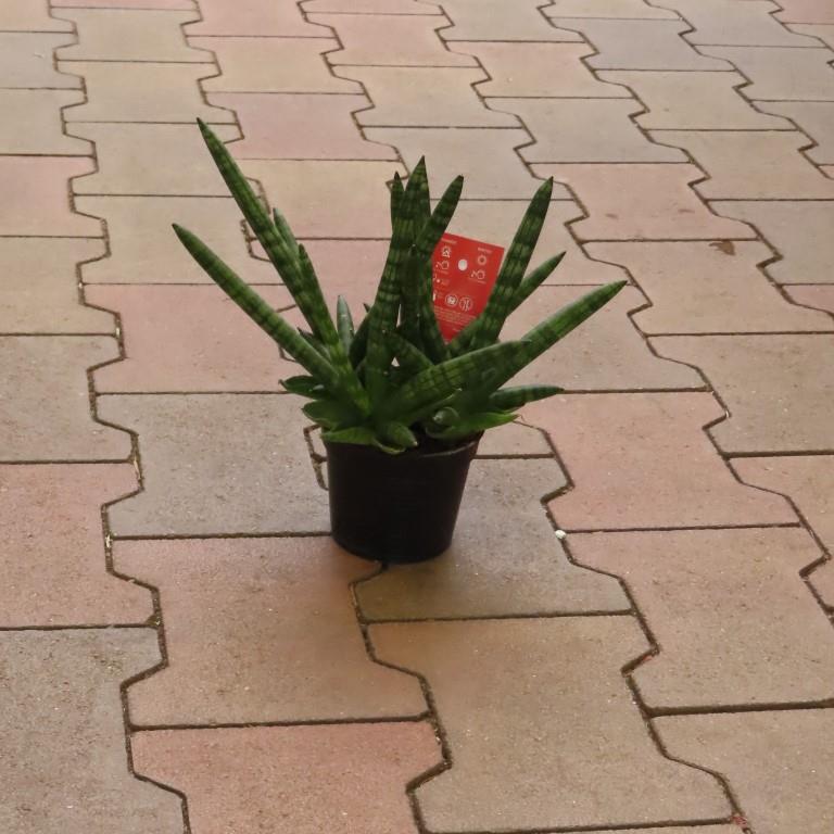 Okrasné pokojové rostliny - Sansevieria P10 mix