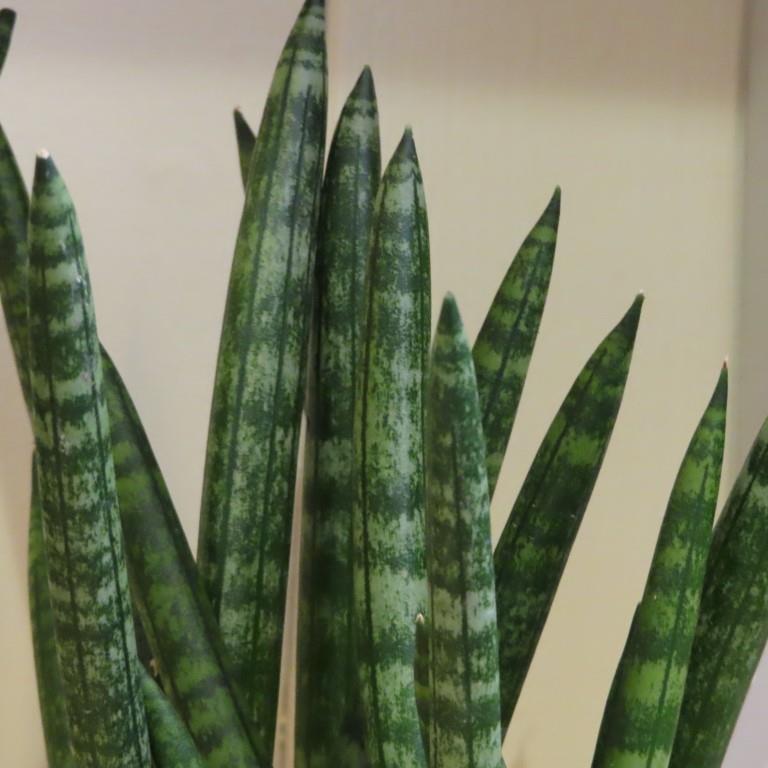 Sansevieria P10 mix-0