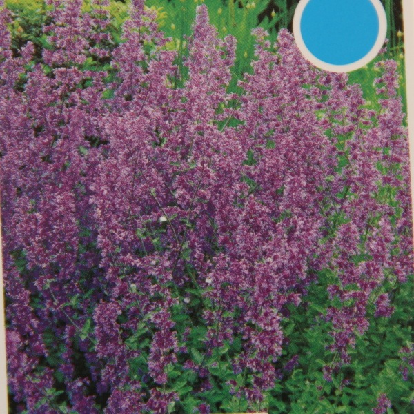 Rostliny - Šanta kočičí 9cm