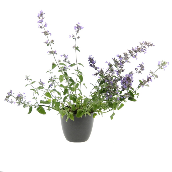 Na slunce - Šanta kočičí Junior Walker květináč 12cm