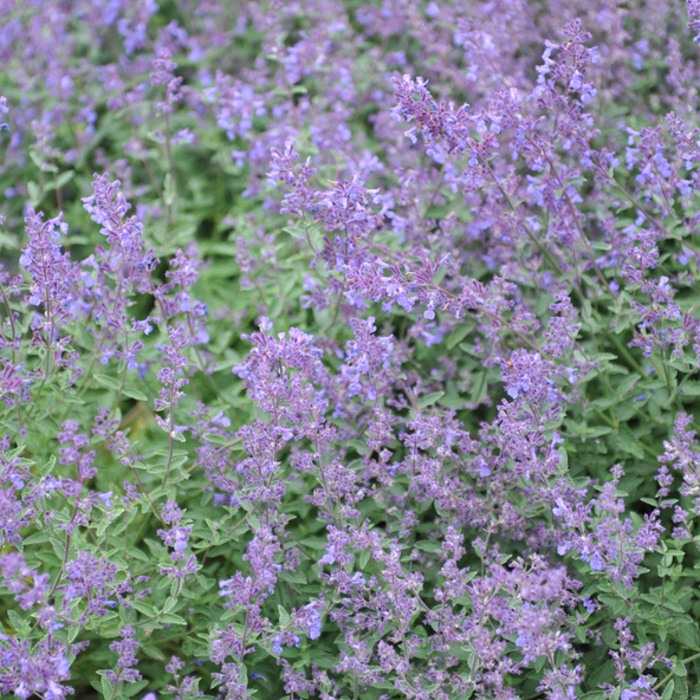 Šanta kočičí Junior Walker květináč 12cm-0