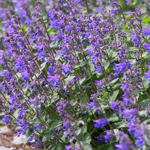 Na slunce - Šanta kočičí Purrsian Blue květináč 2 litry