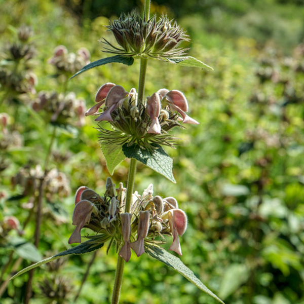 Rostliny - Sápa samoská 9cm