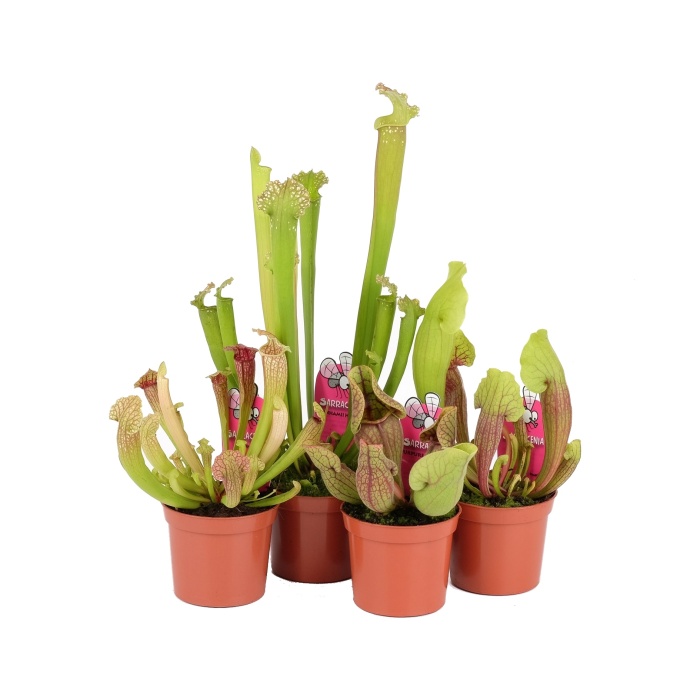 Masožravé rostliny - Saracénie, Špirlice mix květináč 9cm