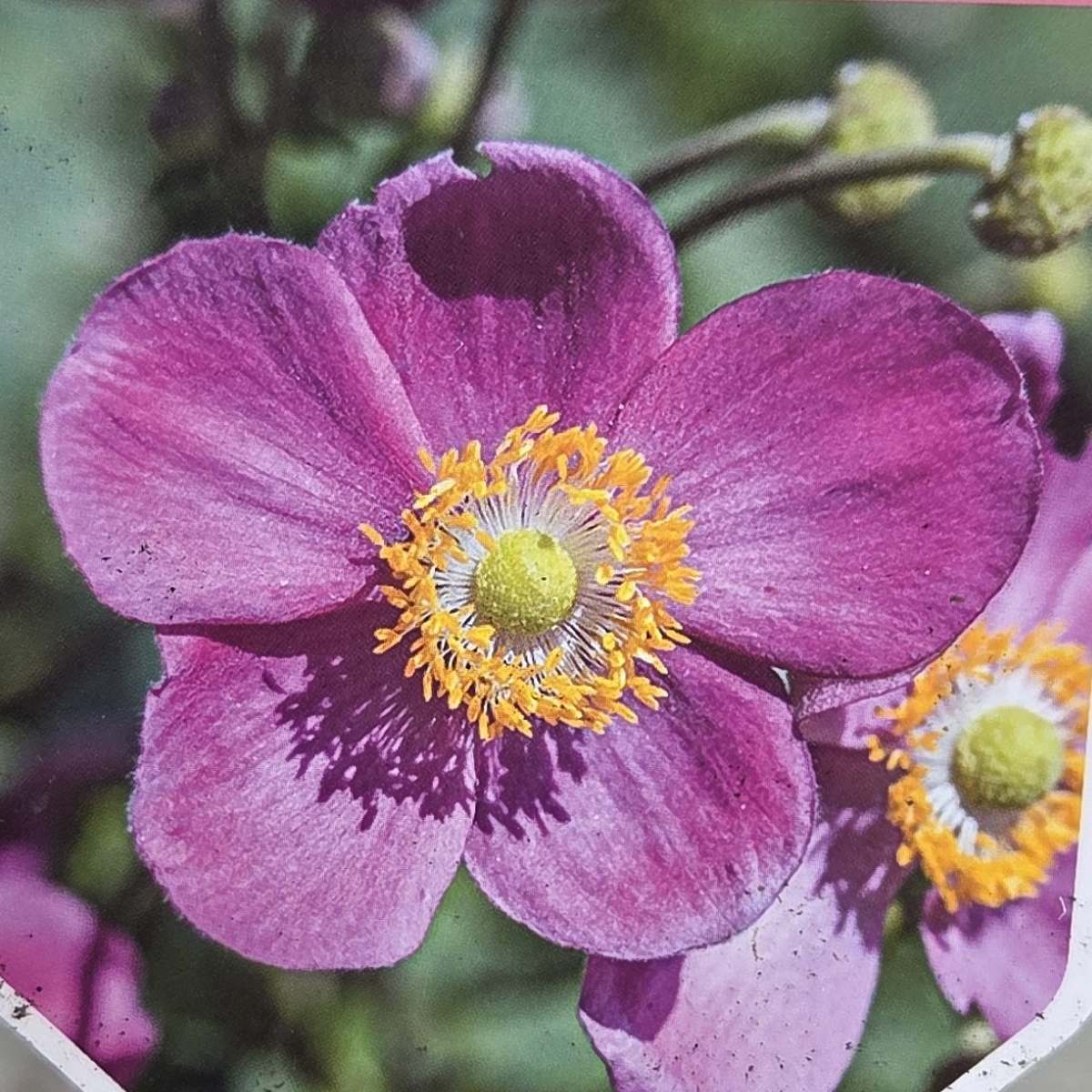 Na slunce - Sasanka hupejská Alando Rose květináč 2 litry