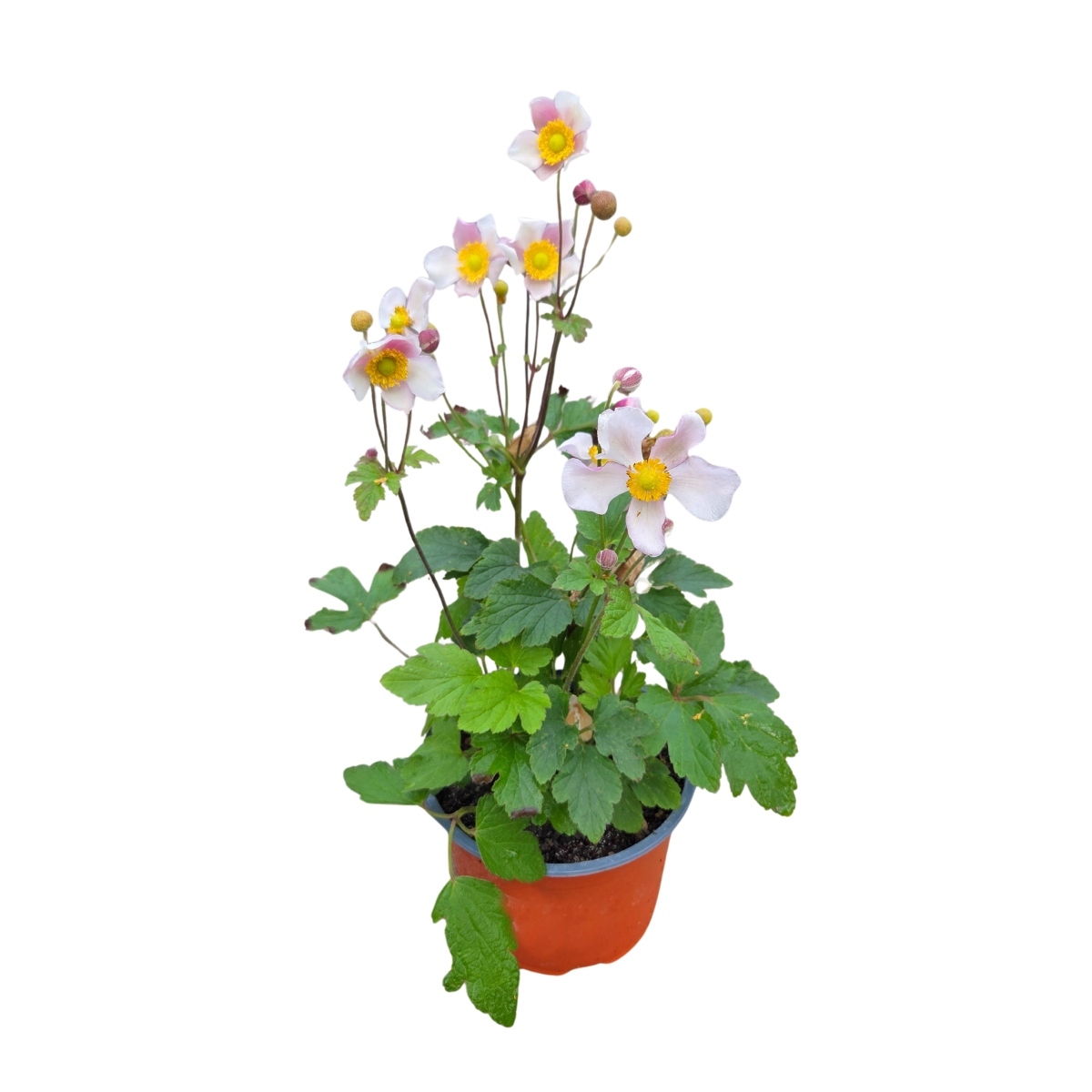Na slunce - Sasanka hupejská Rose Shades květináč 15cm