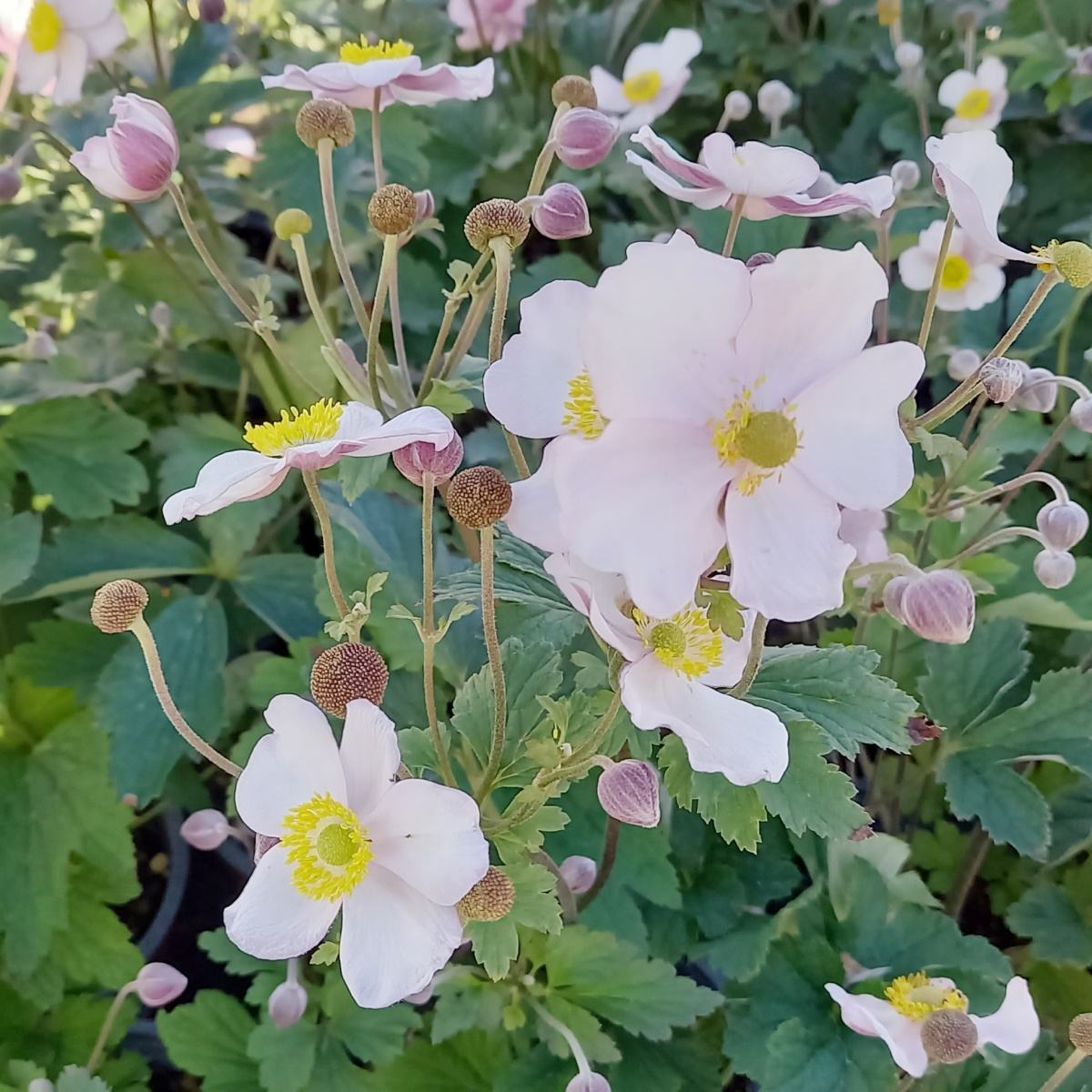 Sasanka hupejská Rose Shades květináč 15cm-0