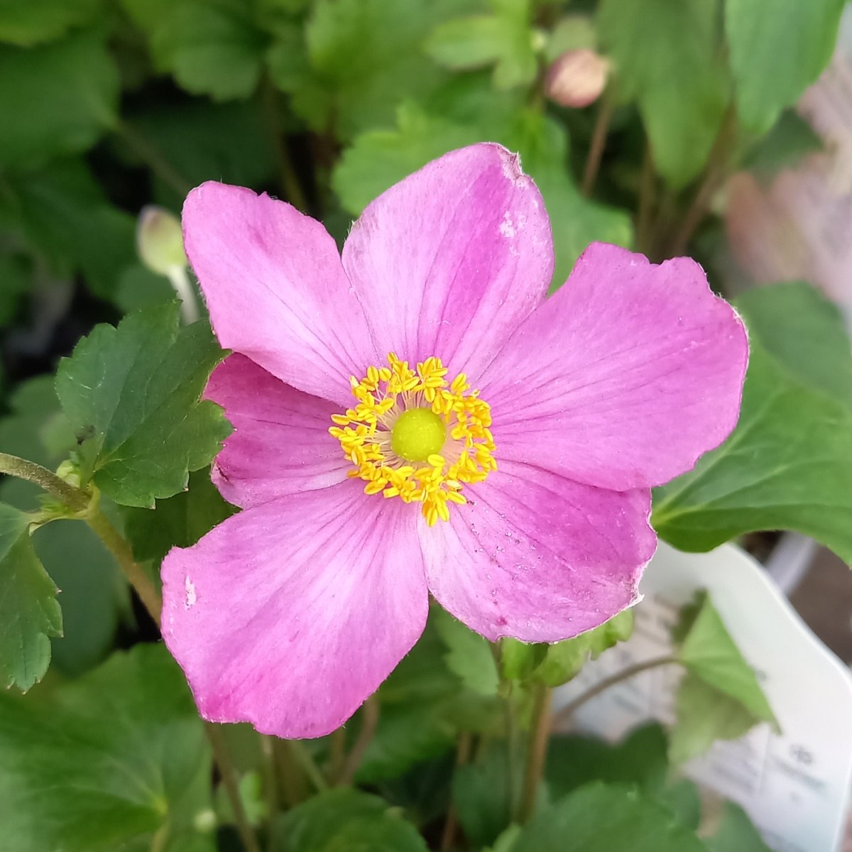 Sasanka Little Breeze Kiss květináč 2 litry-0