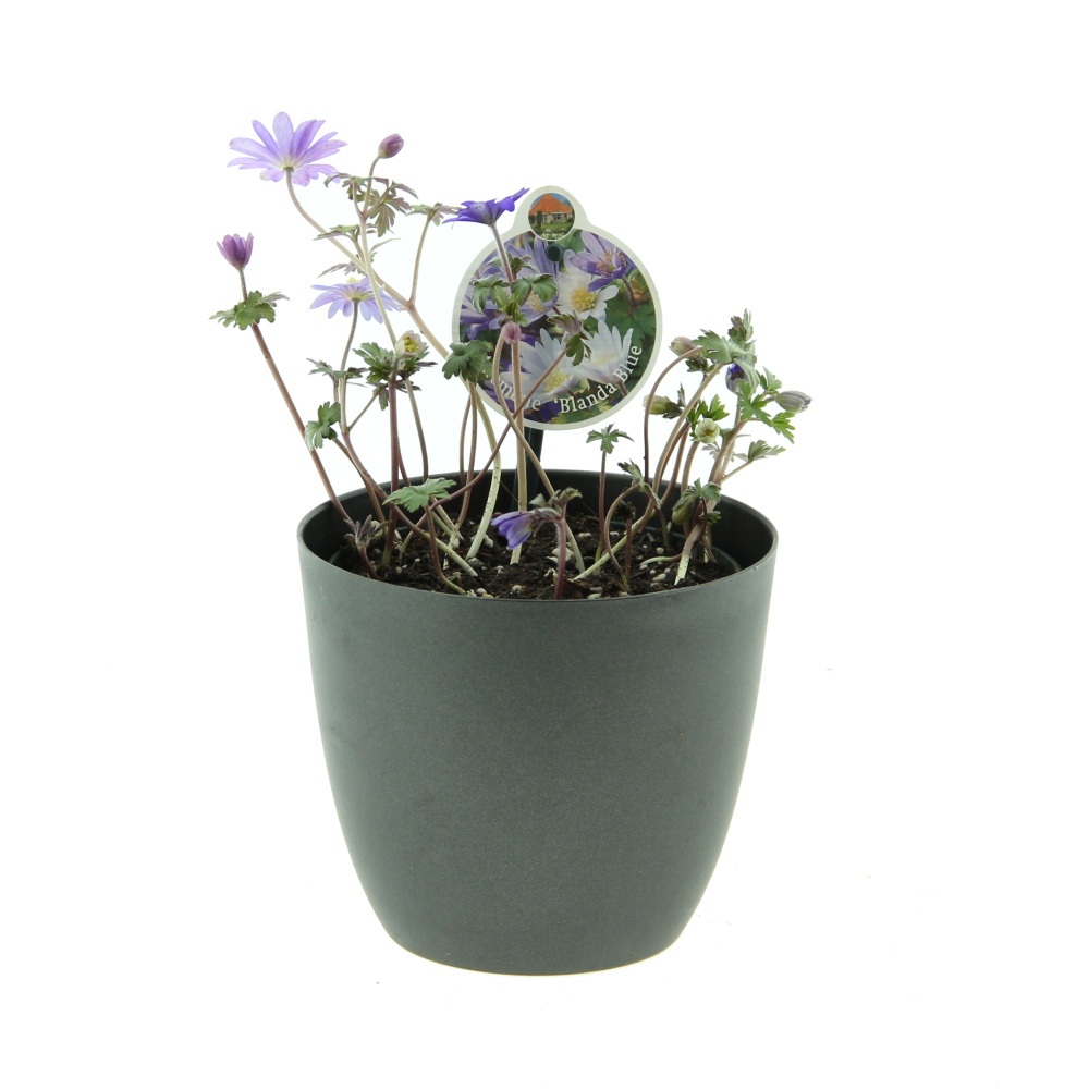 Rychlené cibuloviny - Sasanka mix 12cm