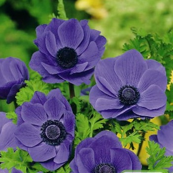 Ostatní jarní cibuloviny - Sasanka 'Mr.Fokker' 10ks