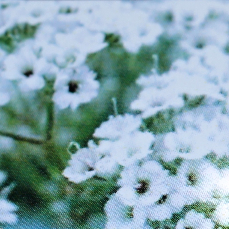 Na slunce - Šater 'Snowflake' 9cm