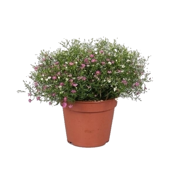 Balkonové květiny - Šater zední květináč 13cm